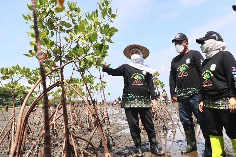 Gubernur Khofifah dan Wakil Ketua DPRD Jatim Kompak Tandur Mangrove di Pantai Bohai