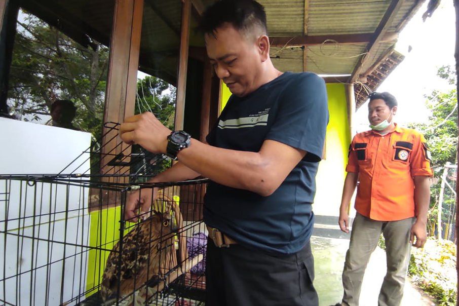Burung Endemik Langka, Welirang Komuniti Lepas Liarkan Puluhan Ekor