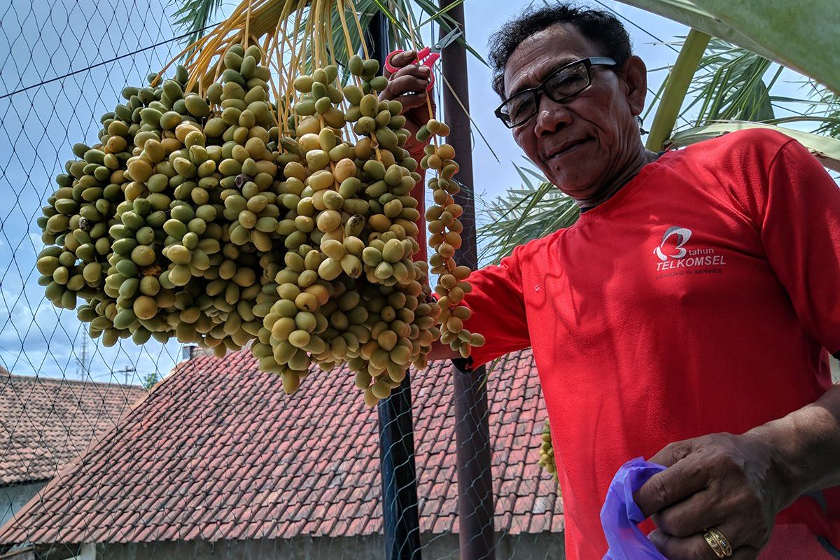 Buah Kurma Pembawa Rejeki dan Mitos Ingin Hamil
