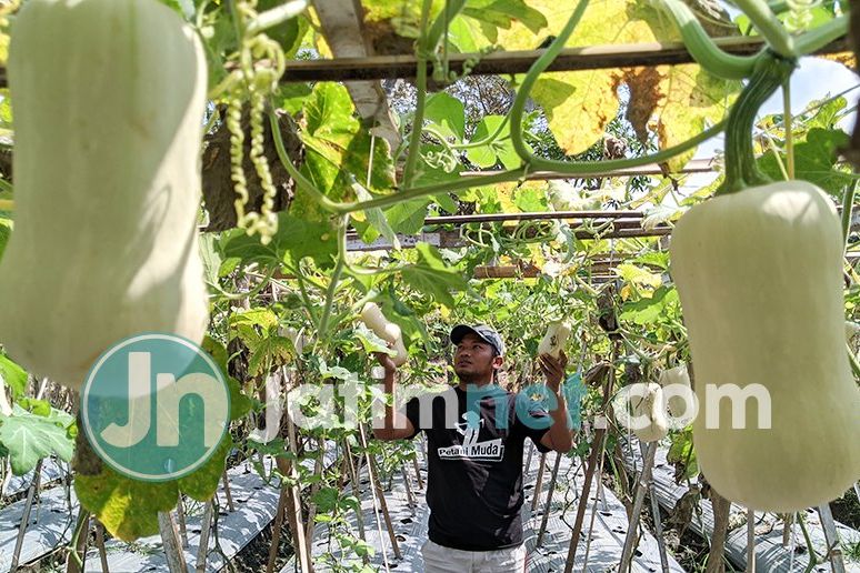 Berawal Diajak Orang, Petani di Ponorogo Sukses Kembangkan Buah Labu