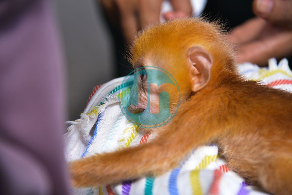 Jual Satwa Dilindungi, Pasutri di Kediri Ditangkap