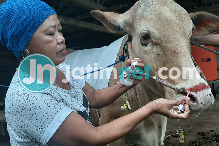 Hewan Kurban Di-makeup Sebelum Disembelih, Bikin Semangat Warga