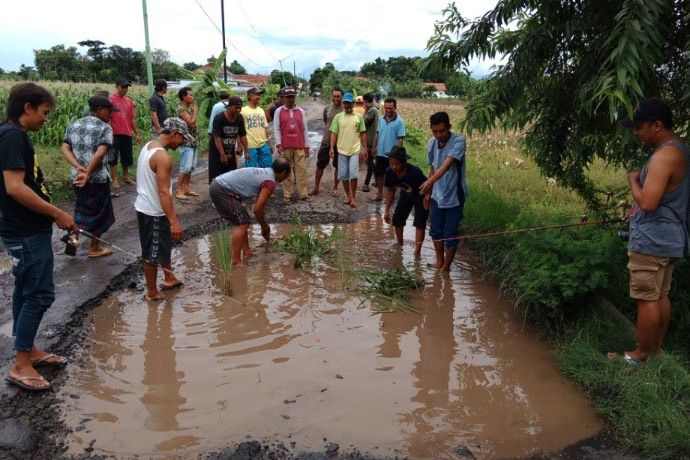Warga Probolinggo Aksi Tanam Padi dan Memancing Bersama di Jalan Rusak