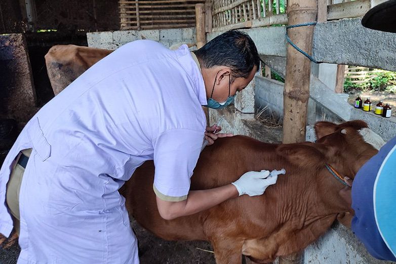 Mantri Hewan di Ponorogo Kewalahan Tangani Pengobatan PMK