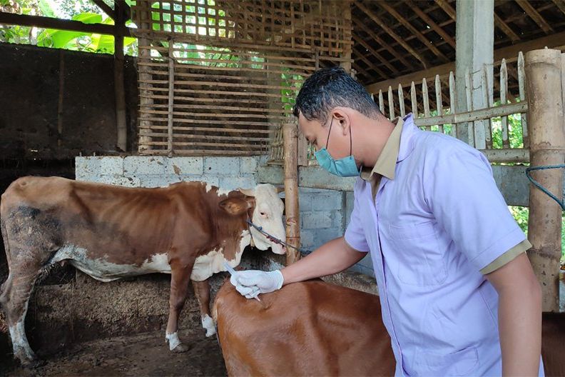 Tembus 4 Ribu Kasus PMK, Kabupaten Ponorogo Kekurangan Tenaga Medis Hewan dan Obat-obatan