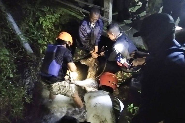 Tiga Jam Terperangkap Dalam Selokan, Satu Ekor Rusa Timor Berhasil Diamankan
