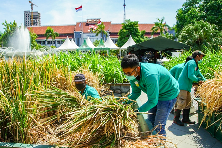 Halaman Balai Kota Surabaya Hasilkan Panen Padi 21 Kilogram