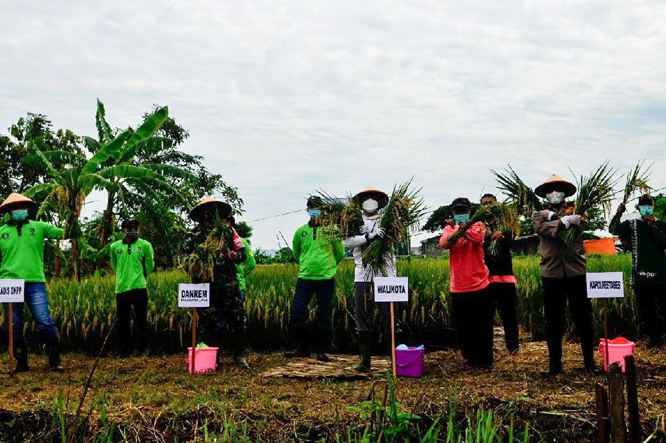Kelompok Tani Panen Raya Padi Seluas 2 Hektar di Pakal