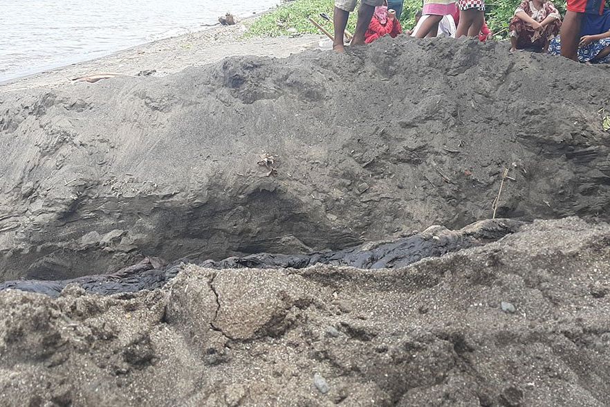Diduga Terseret Arus Bawah Selat Bali, Penyebab Orca Mati di Banyuwangi Akan Terungkap Dalam 2 Minggu
