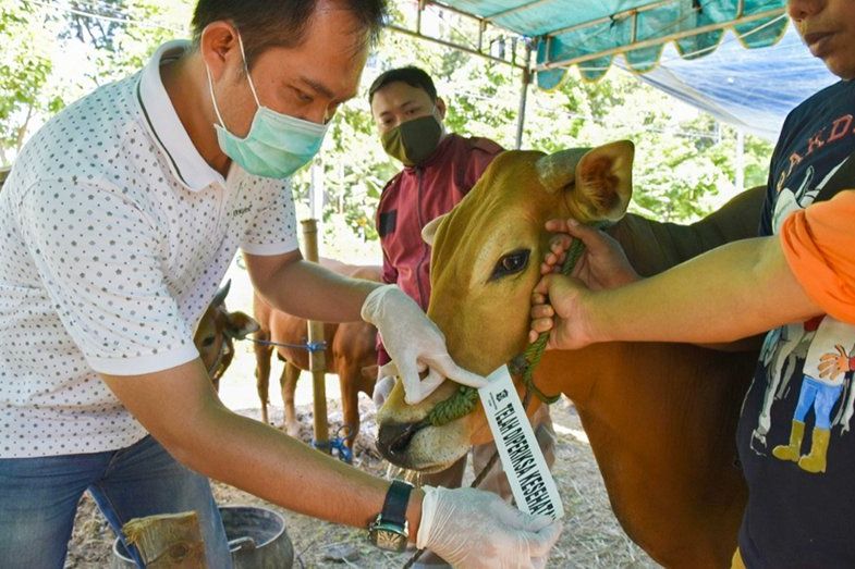 Dinyatakan Sehat dan Layak Konsumsi, 70 Ekor Hewan Kurban Ditempeli Stiker