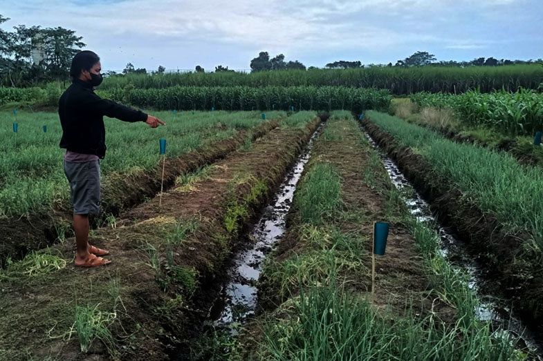 Awas, Aksi Pencurian Bawang Merah Marak di Probolinggo Bikin Petani Resah