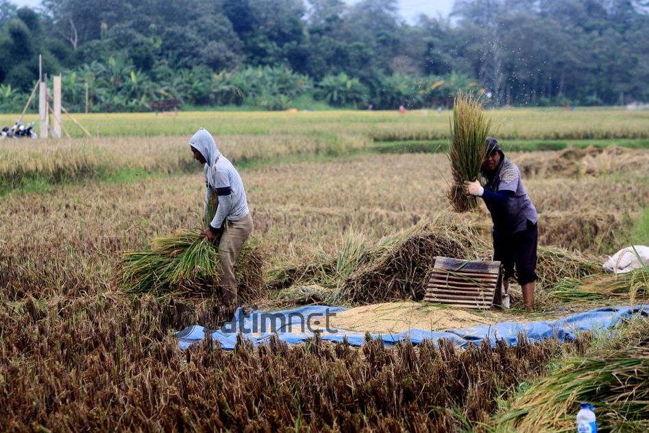 Ini Daftar Kebijakan Pemerintah yang Memihak Petani dan Peternak