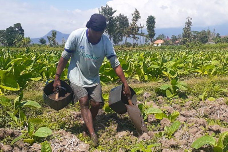 Petani Tembakau Probolinggo "Menjerit" Stok Pupuk Subsidi Sulit Dibeli