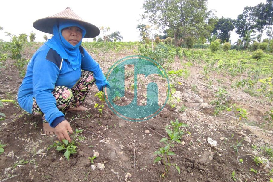Harga Cabai Melambung, Ladang Sawah Petani di Mojokerto Diserang Tikus