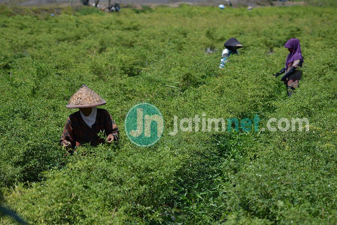 Harga Cabai Naik di Pasaran, DKUPP Probolinggo Sebut Tidak Bisa Intervensi