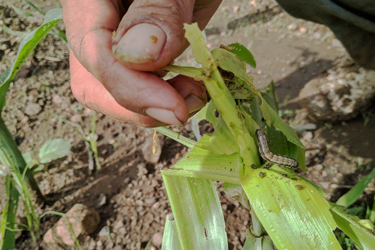 Sawah Petani Jagung di Ponorogo di Serang Ulat