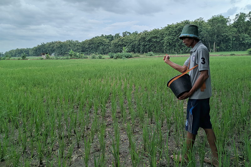 Pupuk Subsidi Urea Langka, Biaya Produksi Tanam Kedua Membengkak