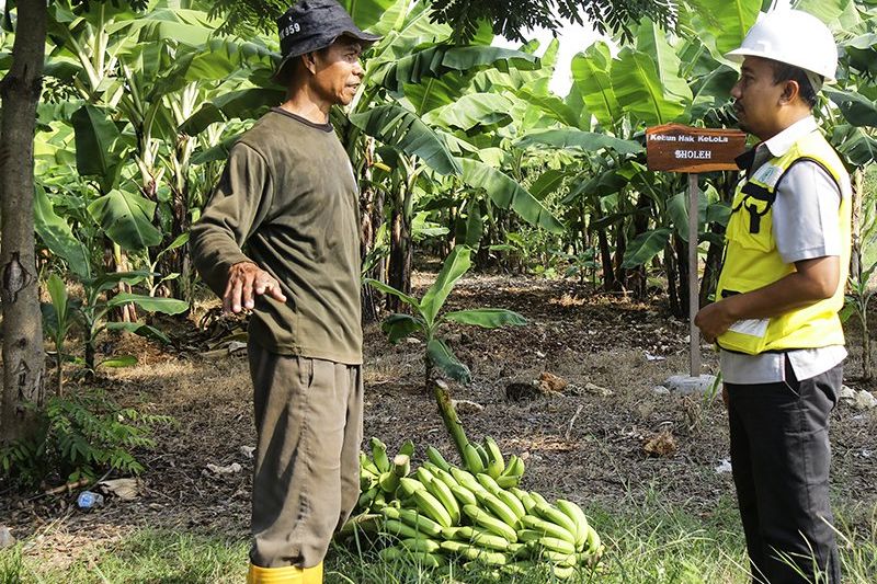 Lahan Pasca Tambang di Tuban Jadi Perkebunan Pisang Cavendish dan Ecopark