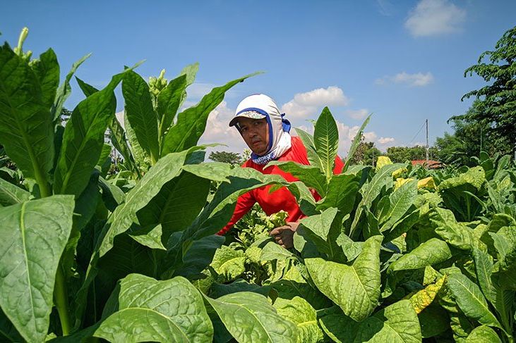 Hujan Datang, Petani Tembakau di Ponorogo Terancam Rugi