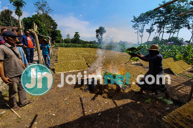 Kesal Tak Laku Dijual Petani Probolinggo Bakar Tanaman Tembakaunya