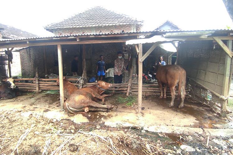 Hewan Mengalami PMK, Peternak Sapi di Mojokerto Panik
