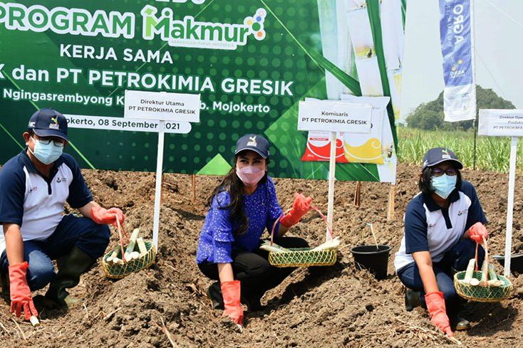 Program Makmur, Petrokimia Gresik Dorong Peningkatan Produktifitas Tanaman Tebu