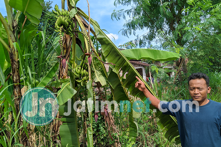 Viral, Satu Pohon Pisang di Ponorogo Memiliki Empat Tandan