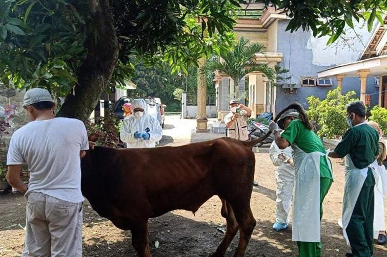 203 Ekor Sapi di Tiga Kecamatan Kabupaten Probolinggo Terancam Wabah PMK