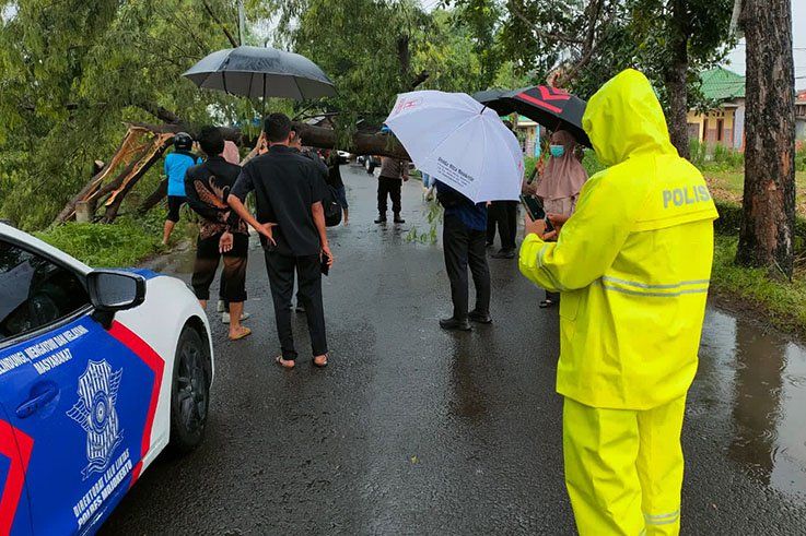 Pohon Pete Tumbang Nyaris Timpa Mobil Rombongan Bupati Mojokerto