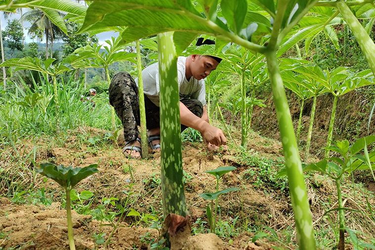 Berkat Porang, Ponpes di Ponorogo Bisa Sejahterakan Masyarakat