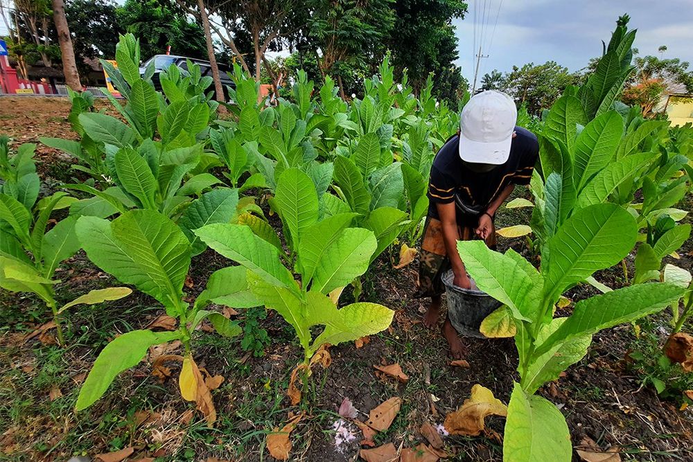 Petani Probolinggo Menjerit, Pupuk Subsidi Semakin Sulit Dicari