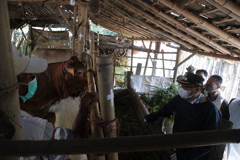 Tanggulangi Sebaran Wabah PMK, Sapi Sehat di Kabupaten Probolinggo Mulai Divaksinasi