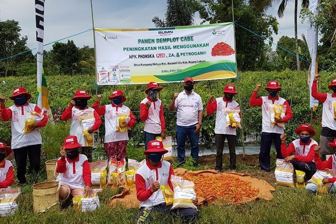 Pemupukan Berimbang NPK Phonska Plus Hasilkan Panen Berlipat