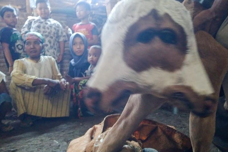 Anakan Sapi di Probolinggo Lahir Berkepala Dua