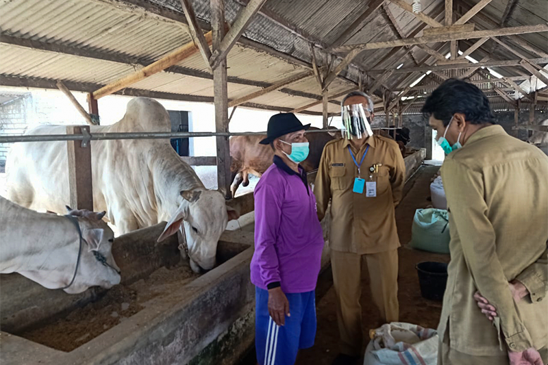Iduladha, Sapi Ongole Bobot 1 Ton Milik Peternak Gresik Terjual ke Presiden Jokowi