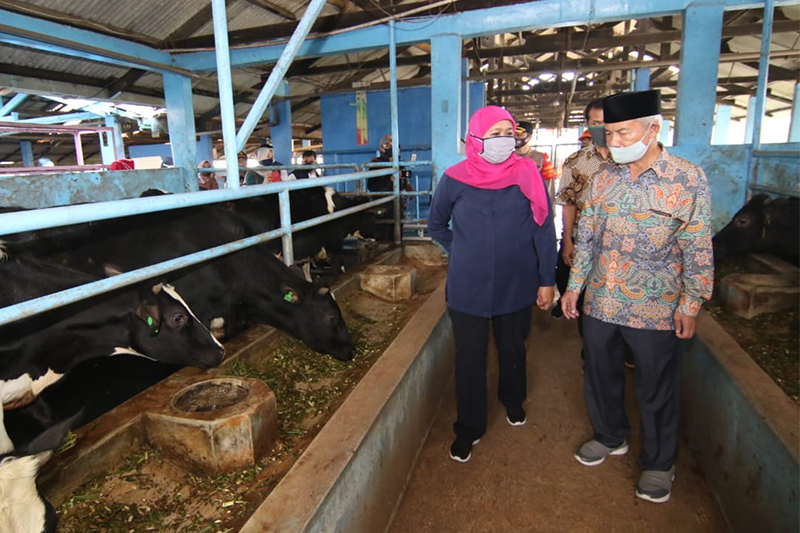 Pandemi Covid-19, Penjualan Susu Sapi Perah ke Industri Turun 7,6 Persen