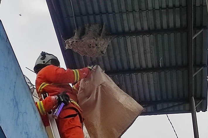 Memasuki Masa Kembang Biak, BPBD Dapat Tambahan Tugas untuk Sarang Tawon Ndan
