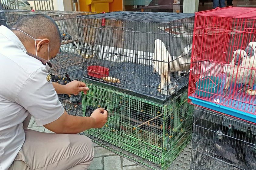 Penyelundupan 633 Satwa Diamankan Petugas Pelabuhan Tanjung Perak Surabaya
