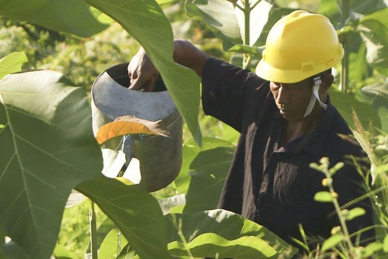 SIG Kembalikan Lahan Pascatambang Batu Kapur Berfungsi Jadi Hutan Kembali