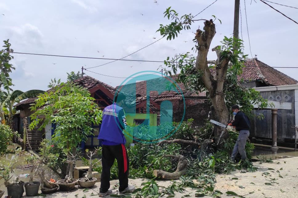 Dua Pekan Rumah Terendam Banjir, Kini Tertimpa Pohon Tumbang