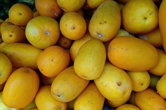 Ini Manfaat dari Mentimun Suri bagi Kesehatan