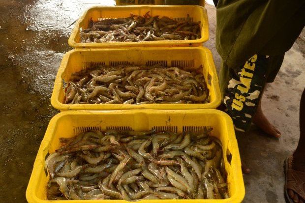 Ekspor Udang Jatim Bergairah Sejak India Berlakukan Karantina Wilayah