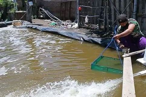Korban PHK di Tengah Pandemi, Pria di Probolinggo Malah Jadi Juragan Tambak Udang