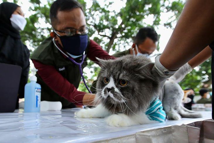 Pertahankan Zero Rabies, Dinas Pertanian Banyuwangi Vaksin 2.300 Hewan
