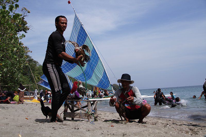 Keunikan Lomba Ayam Sap-sap Jadi Tontonan Pengunjung Objek Wisata Pasir Putih Situbondo