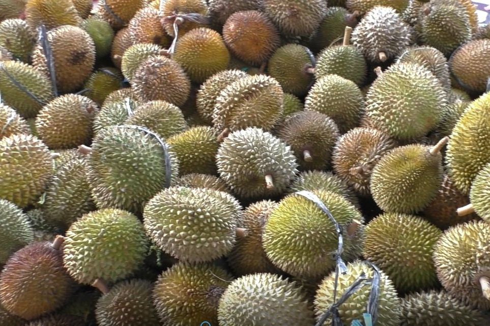 Jatim Penghasil Durian Terbanyak di Indonesia