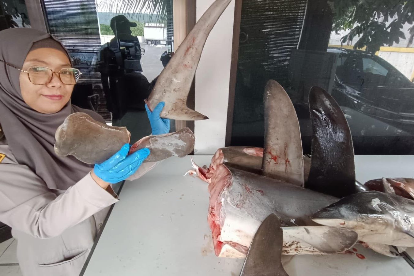 Penyelundupan 120 Kg Hiu Segar Digagalkan di Pelabuhan Ketapang