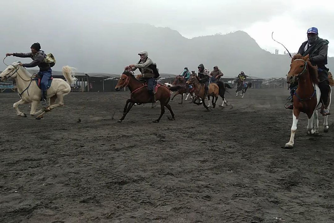 Ojek Kuda Gunung Bromo Ikuti Lomba Pacuan