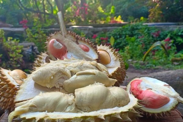 Ini Wisata Durian di Jatim yang Wajib Dikunjungi
