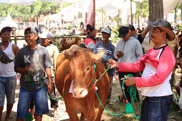 Dianggap Bisa Naikkan Harga Jual di Pasaran, Peternak Apresiasi Kontes Ternak yang Digelar Dinas Peternakan dan Kelautan Situbondo